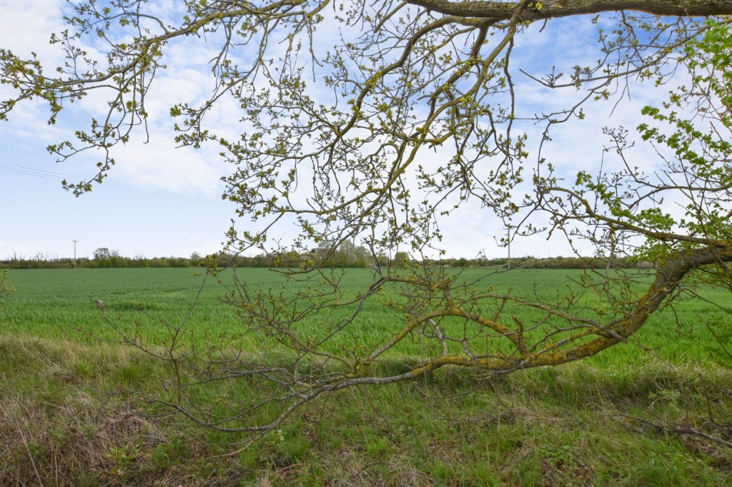 Images for New Hall Lane, Mundon, Maldon EAID:ISSL BID:401